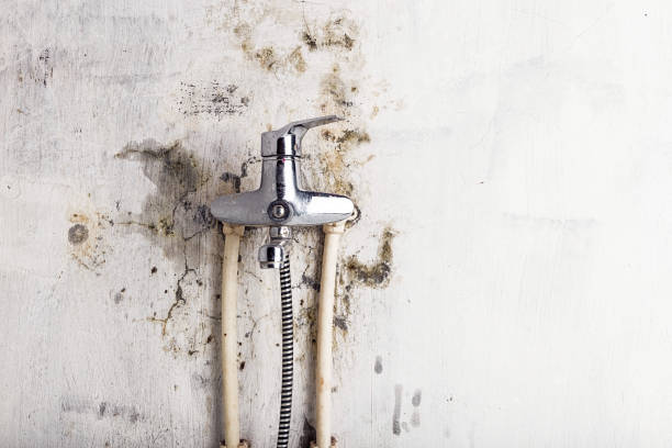 Office Mold Removal Services in West Pelzer, SC