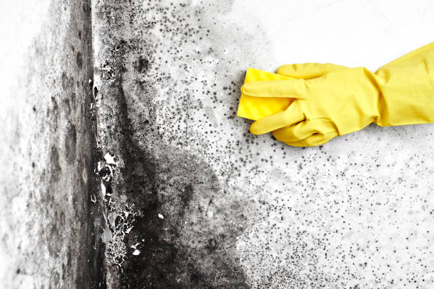 Certified Mold Removal in West Pelzer, SC