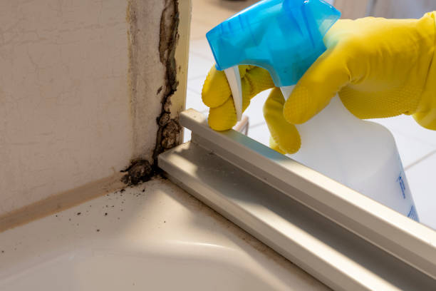 Mold Removal Process in West Pelzer, SC