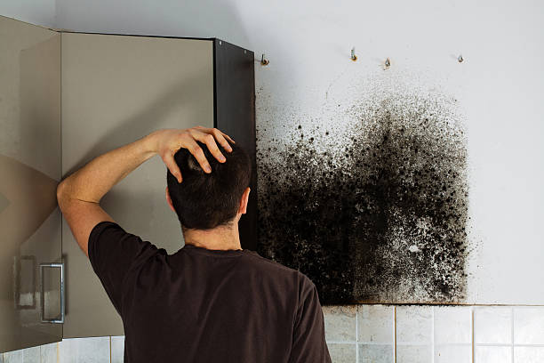 Best Toxic Mold Removal  in West Pelzer, SC
